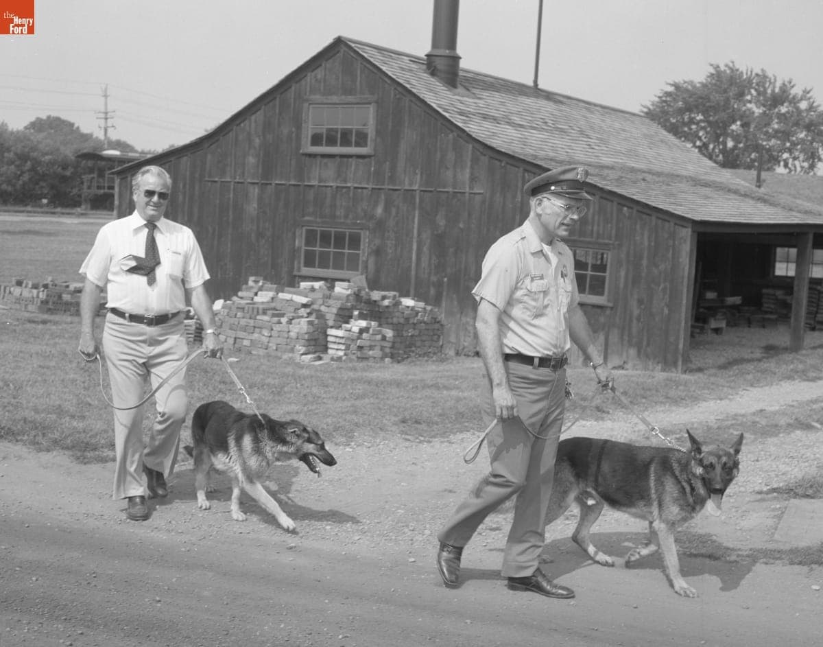 German Shepherds King and Queen, Greenfield Village Security Dogs, with their Handlers, June 1977
