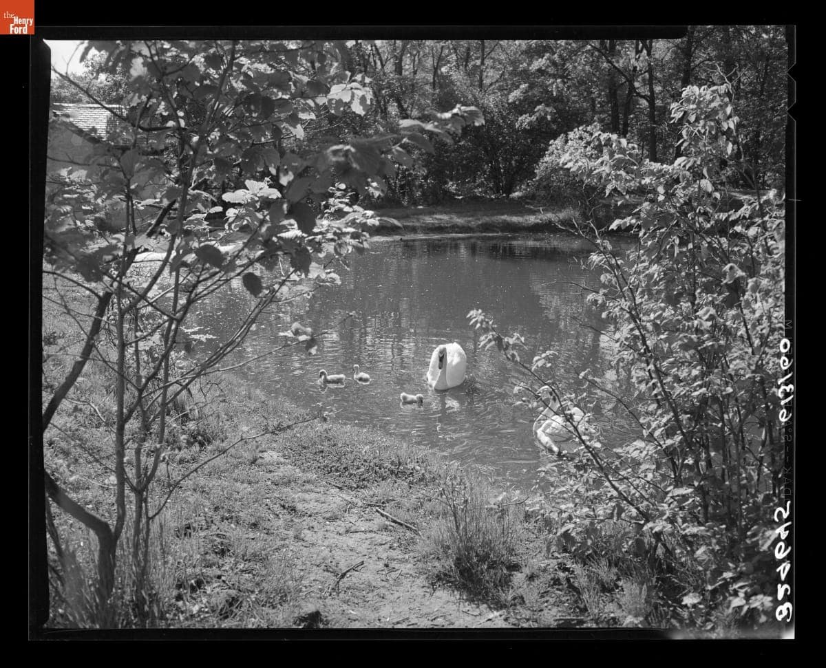 Swans and their Young in Greenfield Village, June 3, 1960