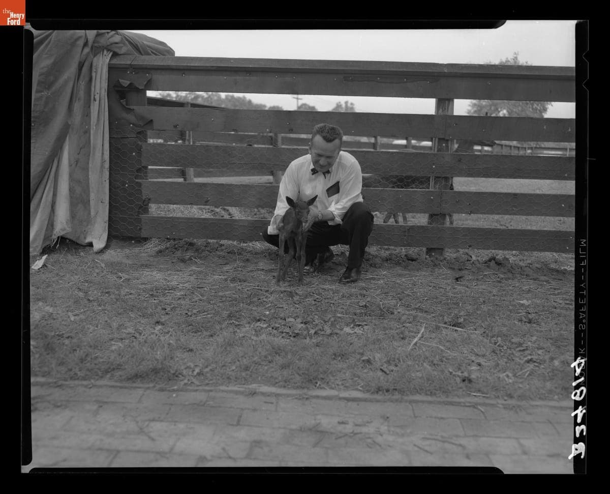 Gus Munchow with a New Fawn in Greenfield Village, June 17, 1960