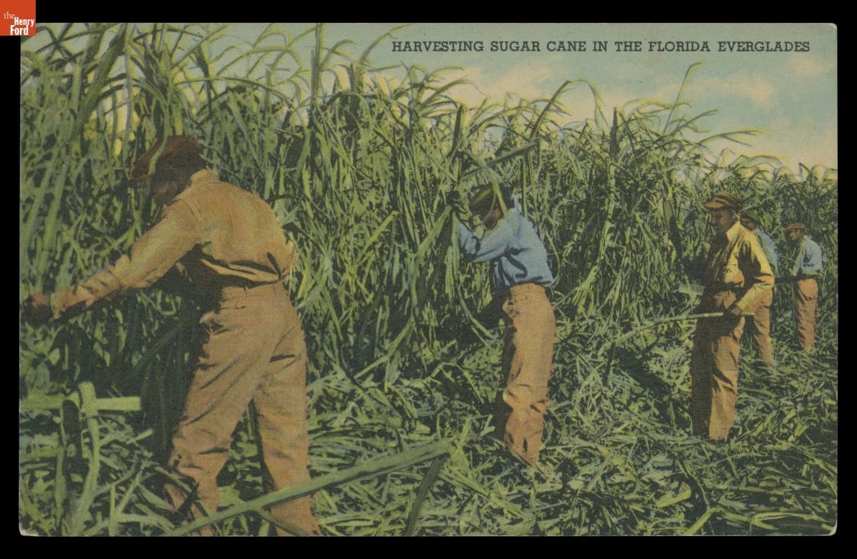 "Harvesting Sugar Cane in the Florida Everglades," 1947