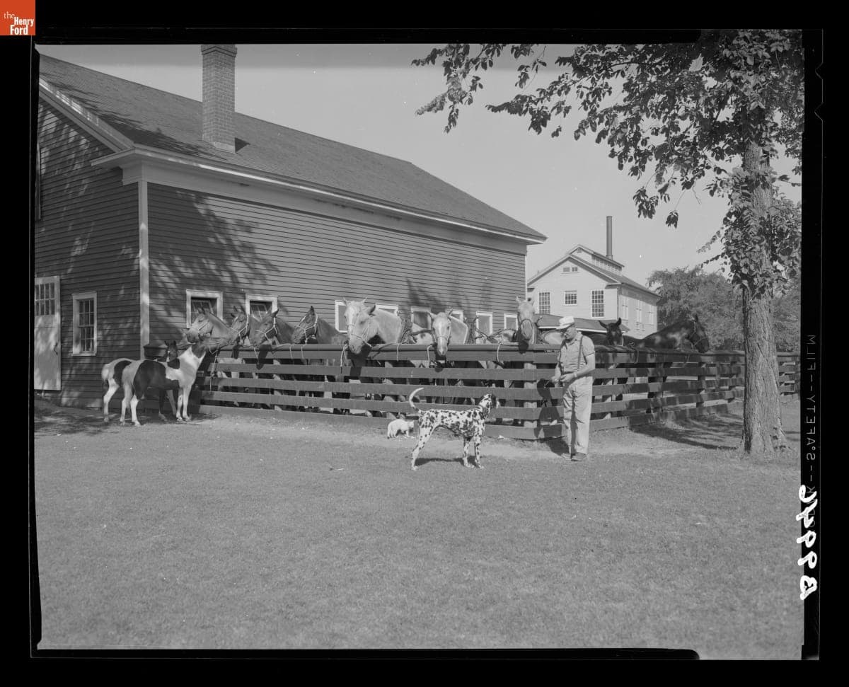 Horses in Greenfield Village, June 28, 1955