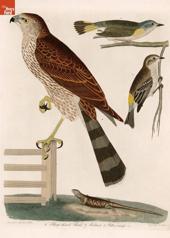 Engraving, "Sharp-Shinned Hawk, Redstart, Yellow-Rump," 1808-1813