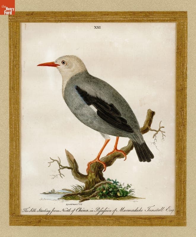 Engraving, "The Silk Starling, from North of China, in Possession of Marmaduke Tunstall, Esq.," 1775