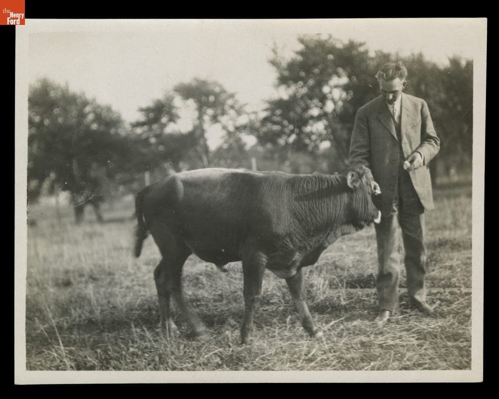 Henry Ford Feeding a Bull, circa 1915