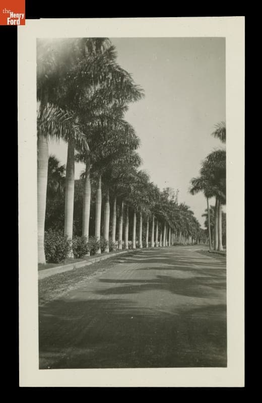 Royal Palm Trees, Fort Myers, Florida, circa 1925