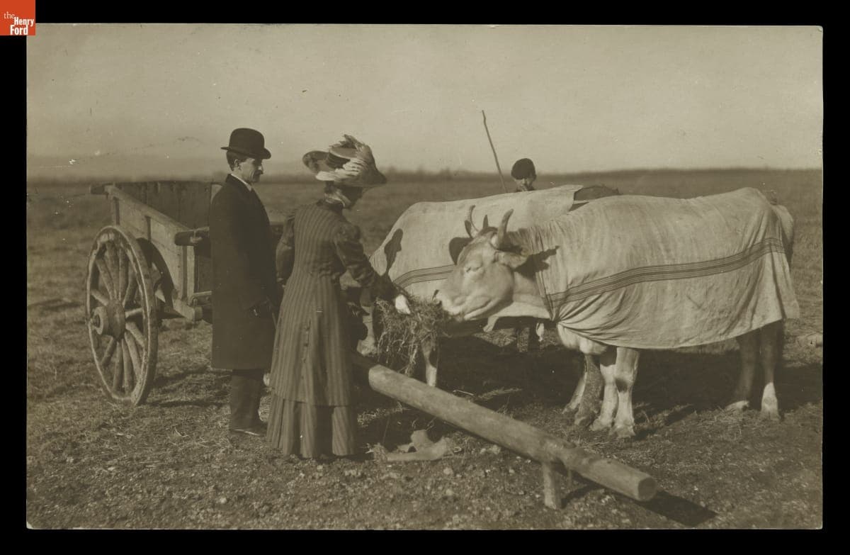 Orville Wright and Katharine Wright Feeding Cattle at Pau, France, February 1909