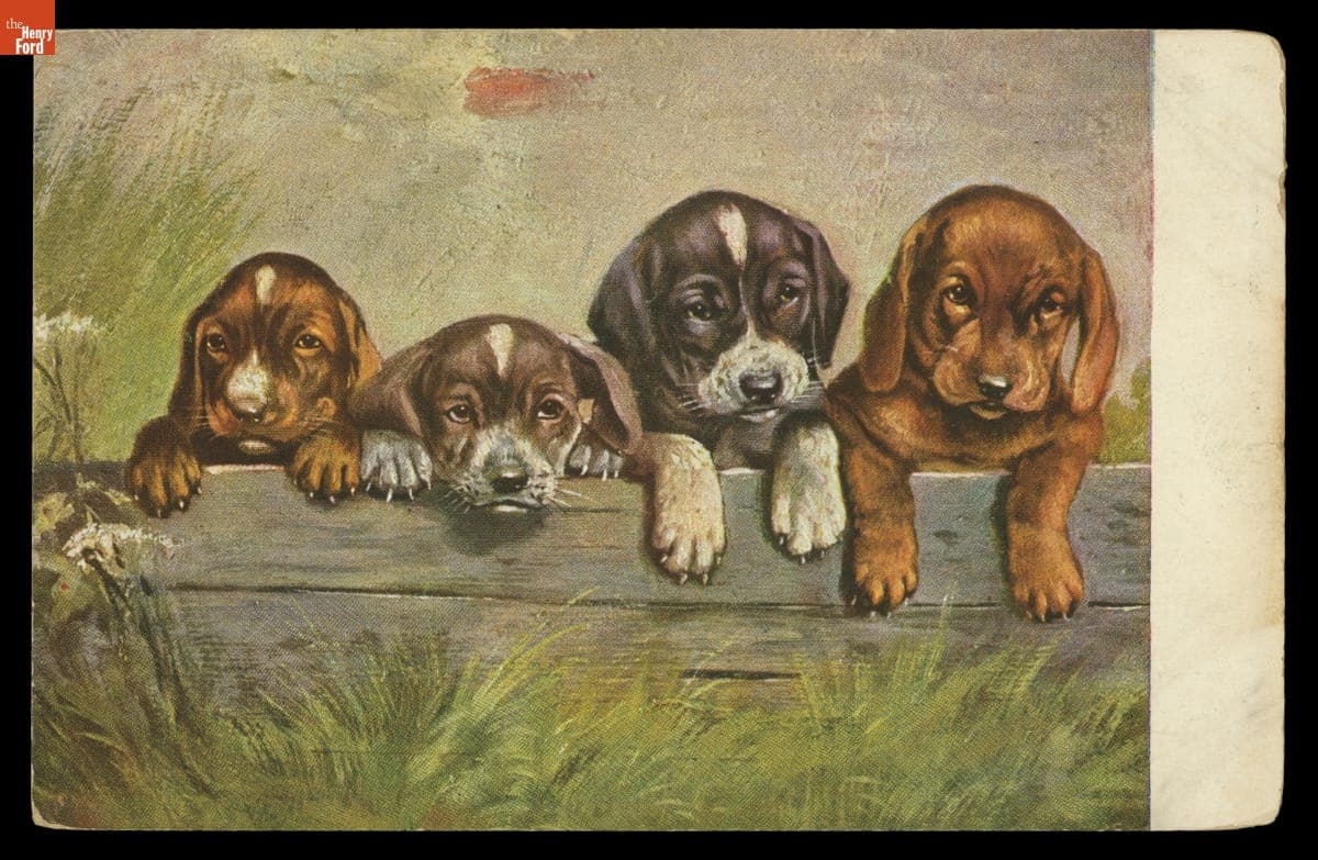 Postcard, Puppies on a Fence, 1907