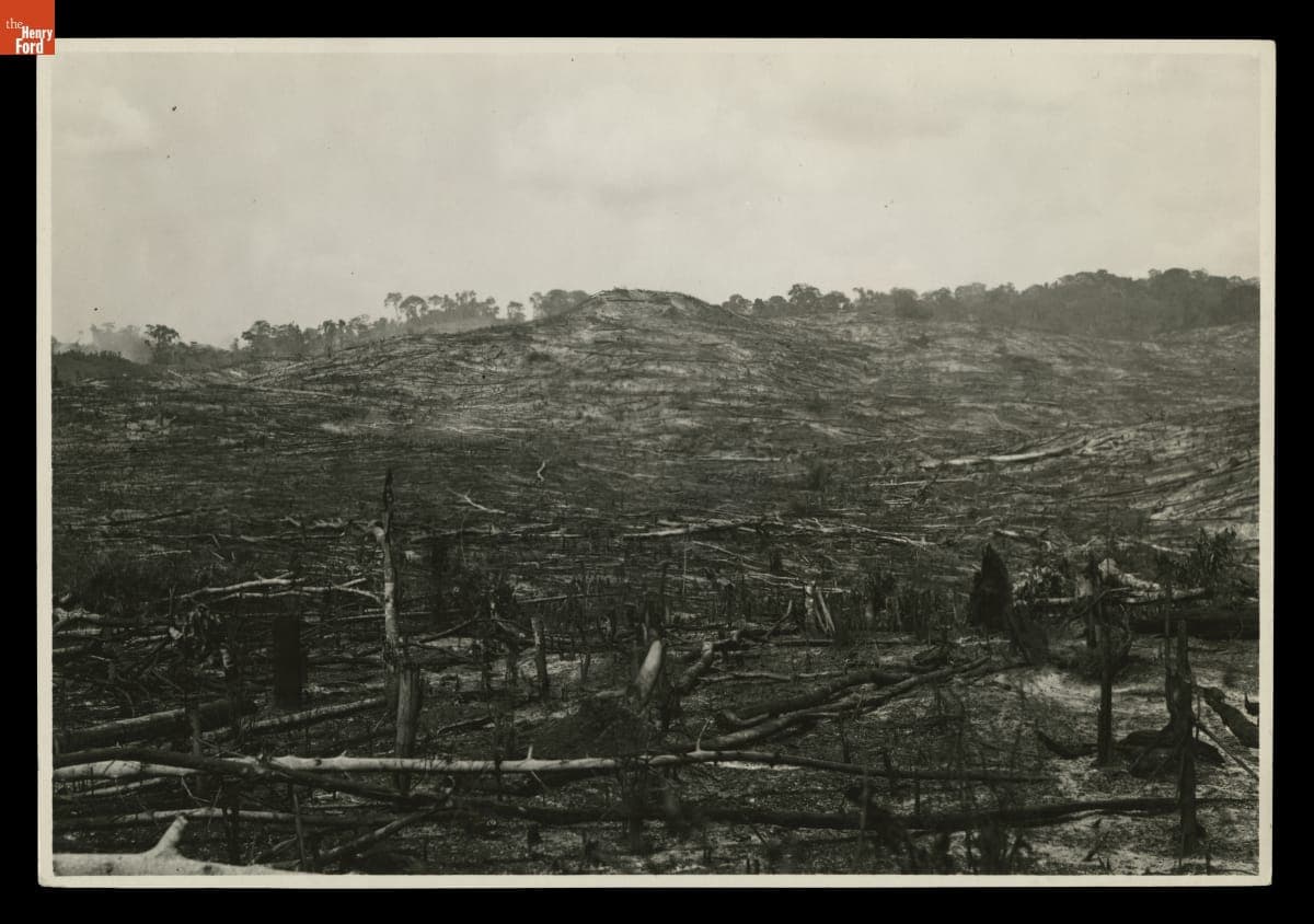 Burning Felled Trees, Fordlandia Rubber Plantation, Brazil, August 1933