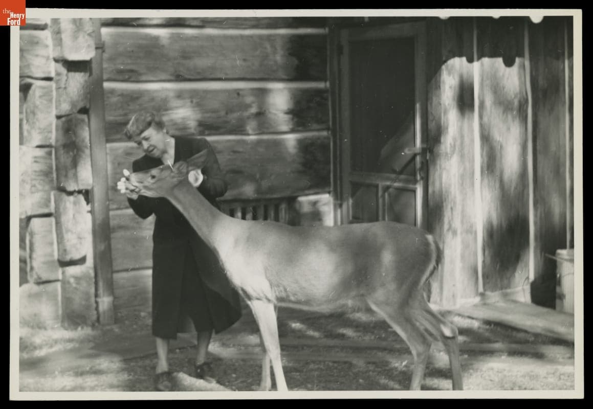Clara Ford Feeding a Deer at the Fords' Huron Mountain Club Home, circa 1945