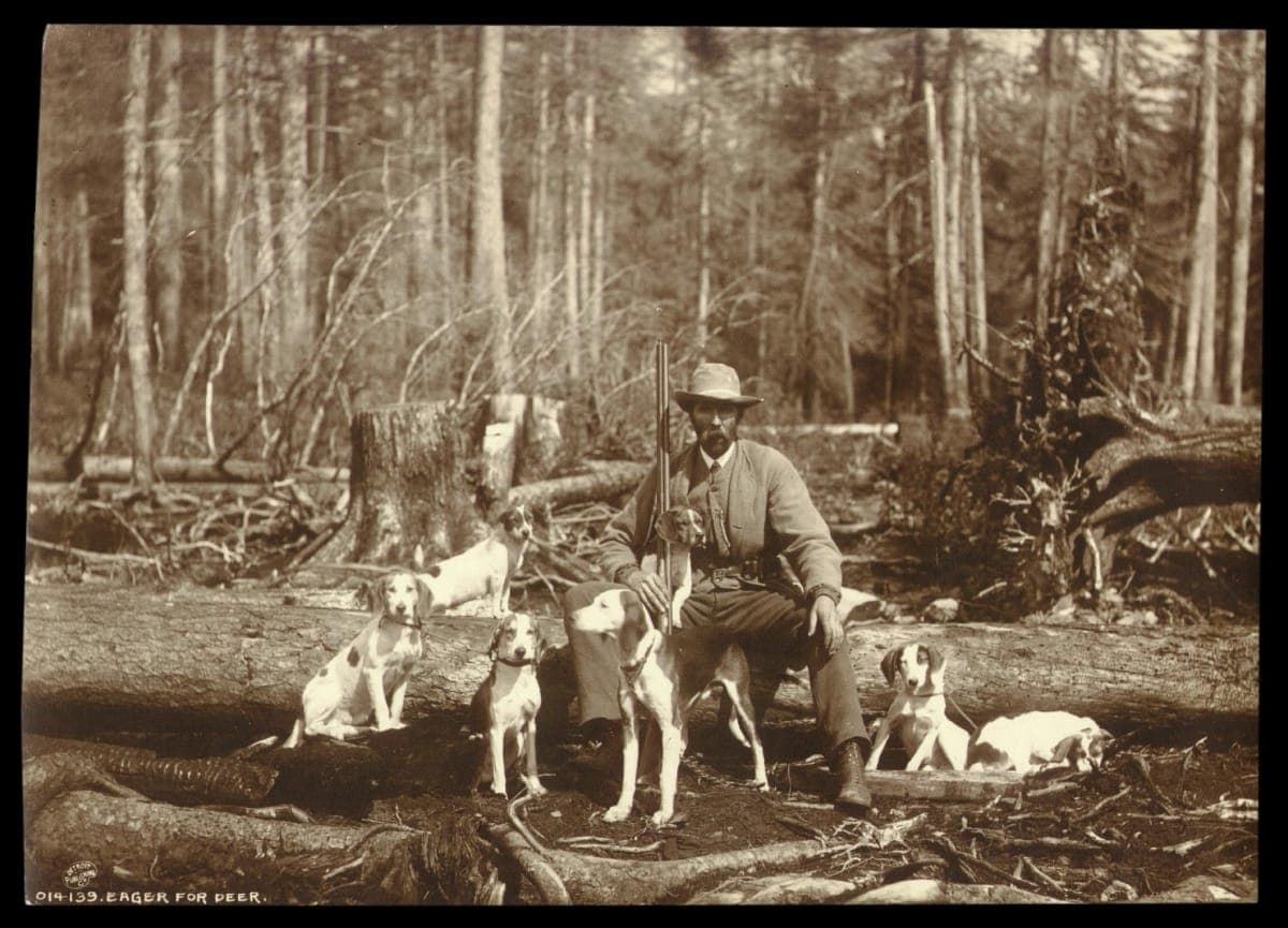 "Eager for Deer," Man and Dogs Ready for Hunting in the Woods, circa 1903