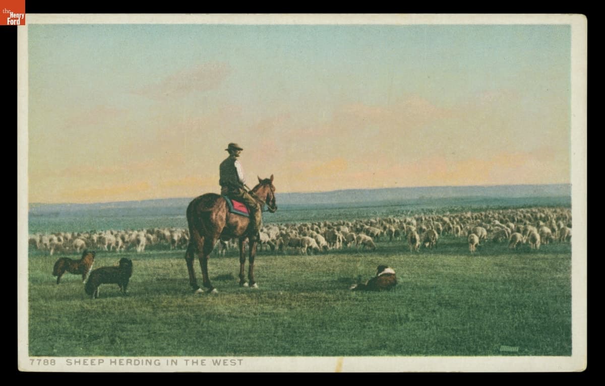"Sheep Herding in the West," circa 1905
