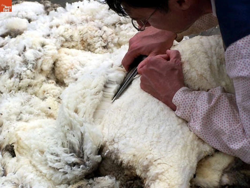 Demonstrating Blade-Shearing of Merino Sheep in Greenfield Village, May 2005