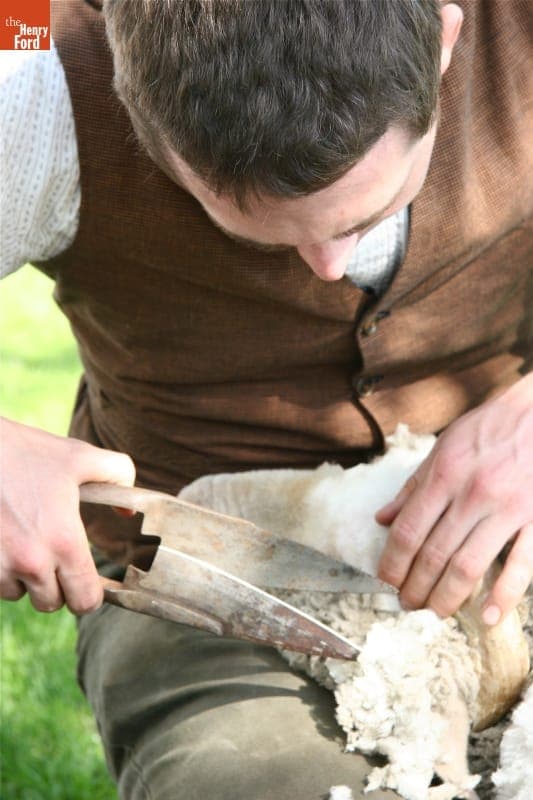Demonstrating Blade-Shearing of Merino Sheep in Greenfield Village, April 2010