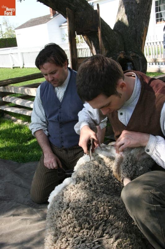 Demonstrating Blade-Shearing of Merino Sheep in Greenfield Village, April 2010