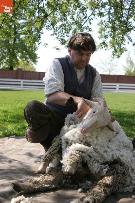 Demonstrating Blade-Shearing of Merino Sheep in Greenfield Village, April 2010
