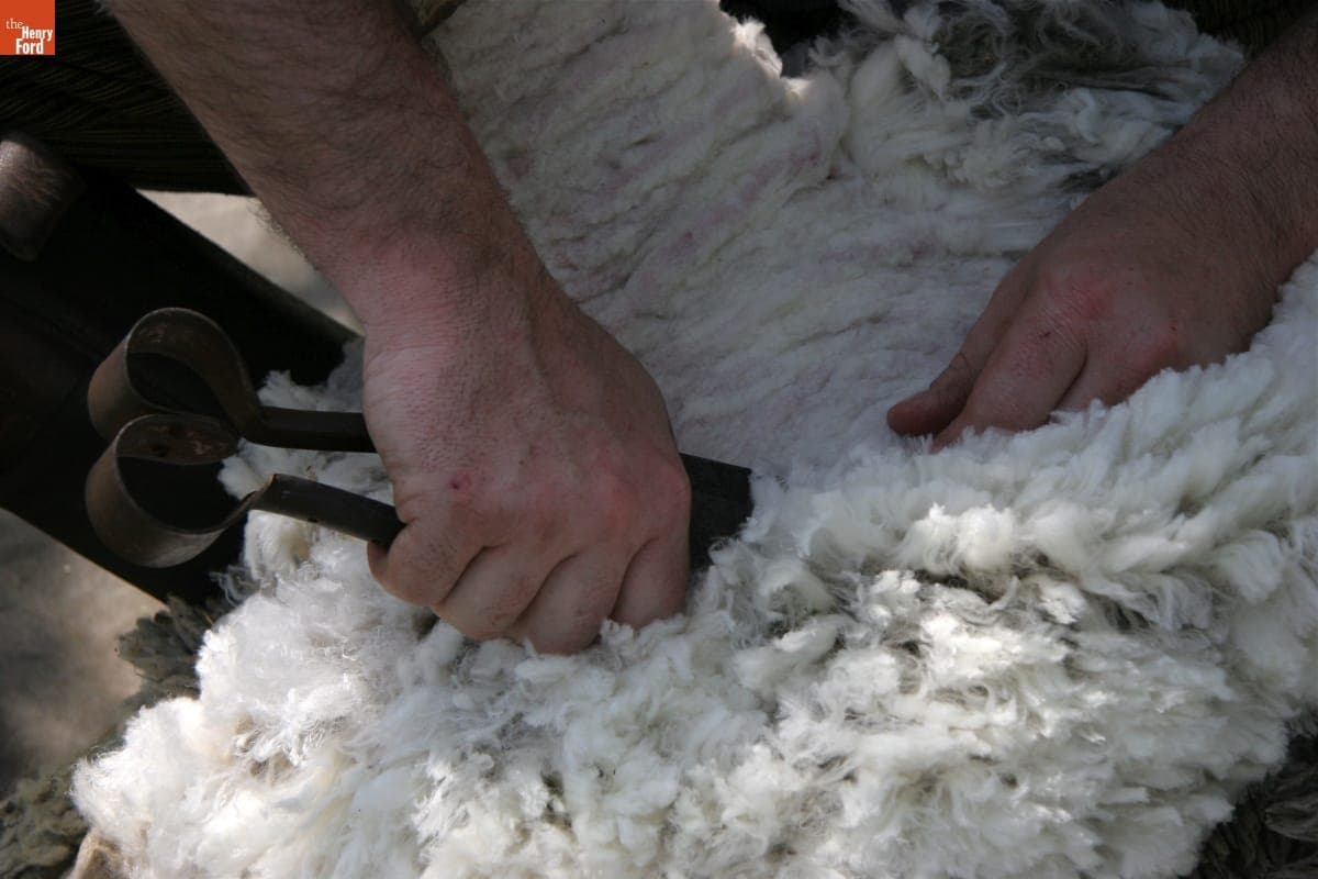 Demonstrating Blade-Shearing of Merino Sheep in Greenfield Village, April 2010