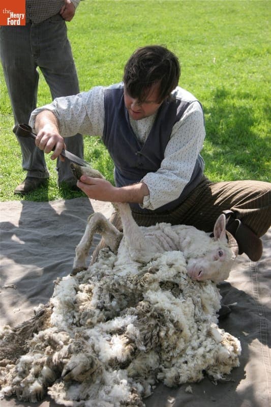 Demonstrating Blade-Shearing of Merino Sheep in Greenfield Village, April 2010