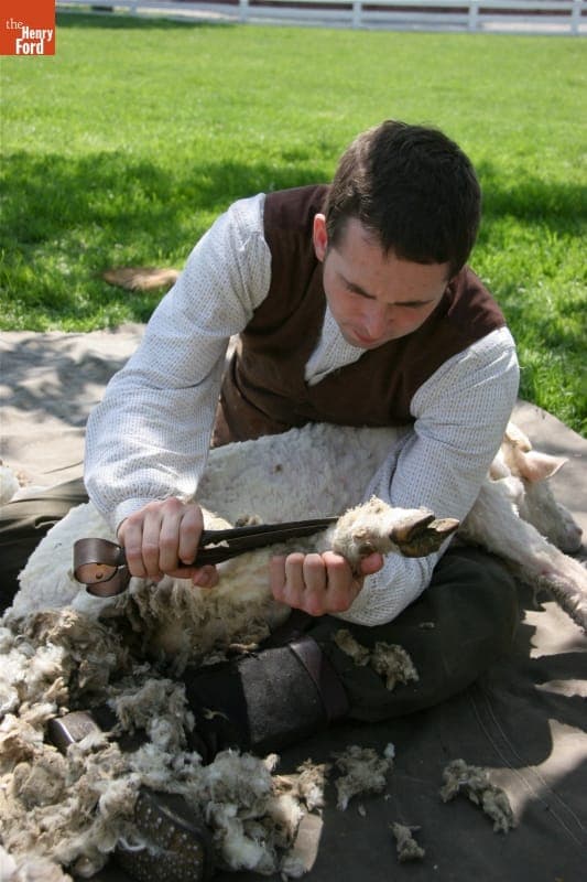Demonstrating Blade-Shearing of Merino Sheep in Greenfield Village, April 2010