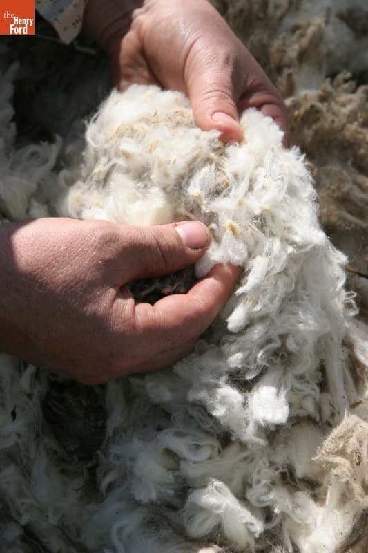 Lanolin in Wool from Merino Sheep-Shearing, Greenfield Village, April 2010