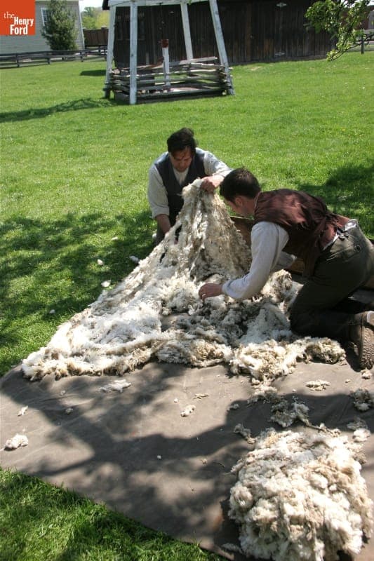 Skirting the Wool Fleece from Merino Sheep-Shearing Demonstration, Greenfield Village, April 2010