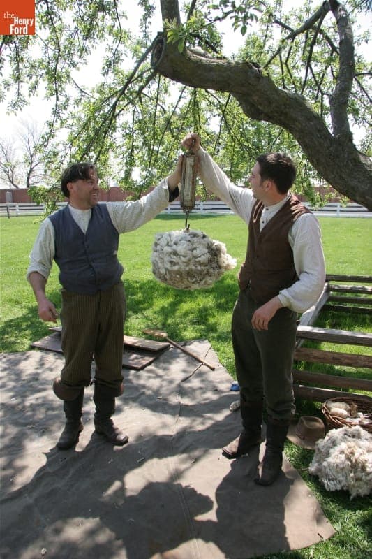Weighing the Wool Fleece from Merino Sheep-Shearing Demonstration, Greenfield Village, April 2010