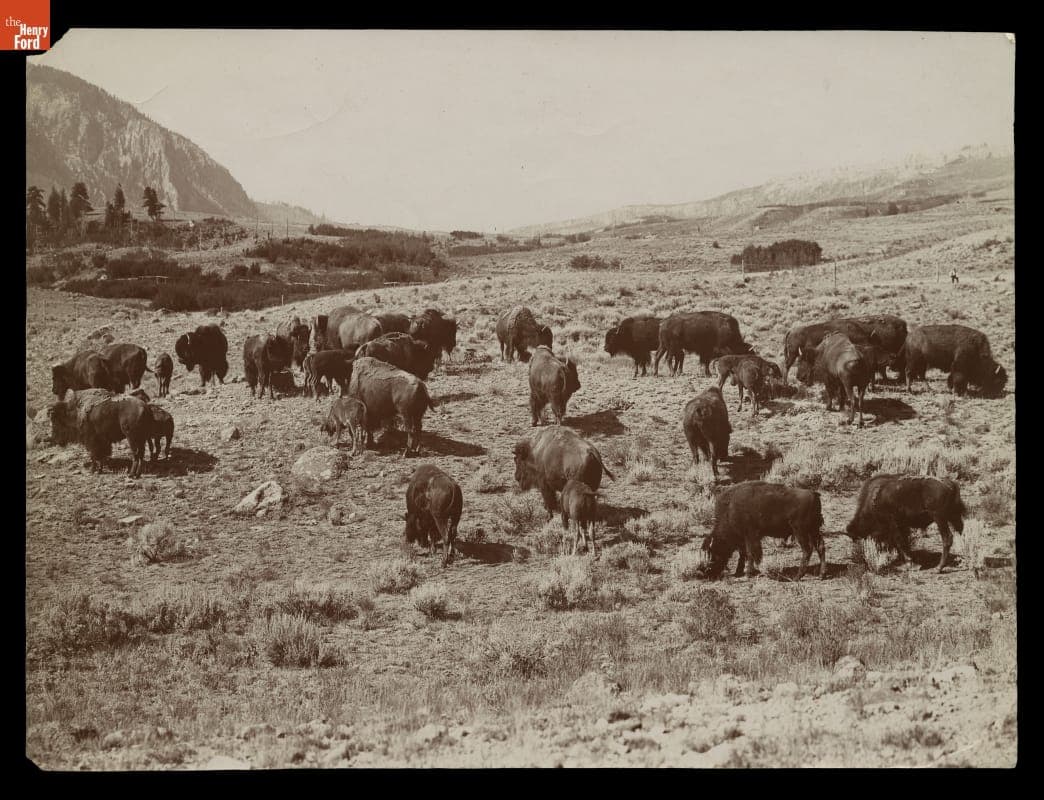 Buffalo Herd near Fort Yellowstone, Yellowstone National Park, circa 1905
