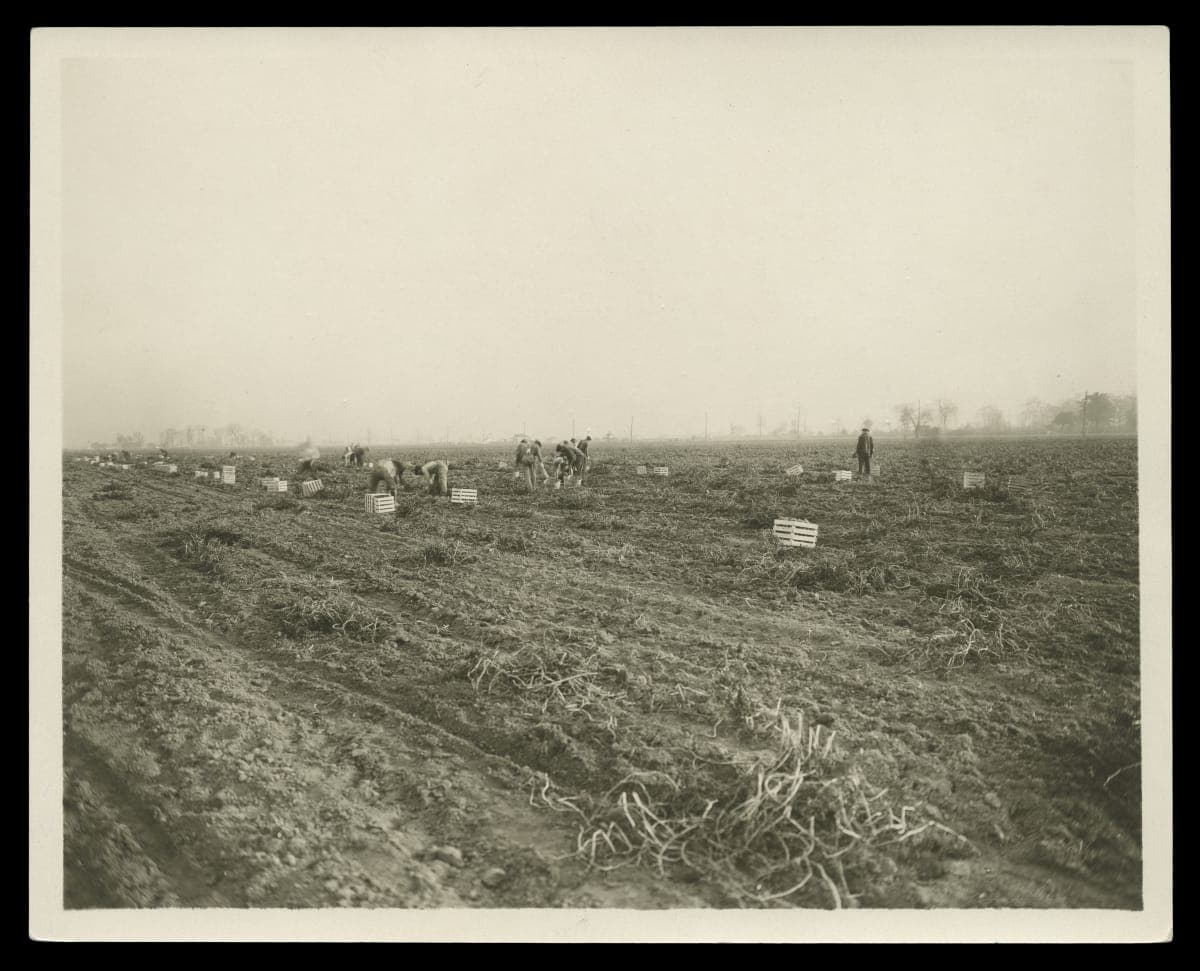 Potato Harvest at Ford Farms, Southeastern Michigan, 1931