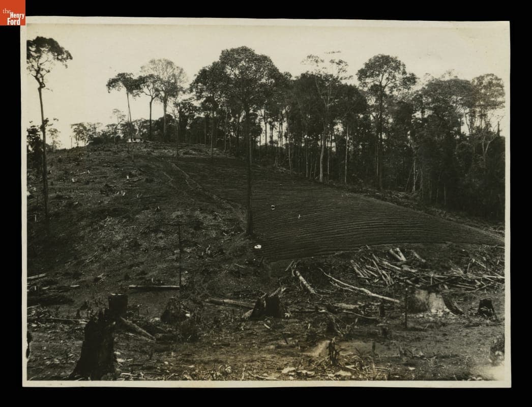 Seed Beds Being Prepared at Fordlandia, Brazil, 1929