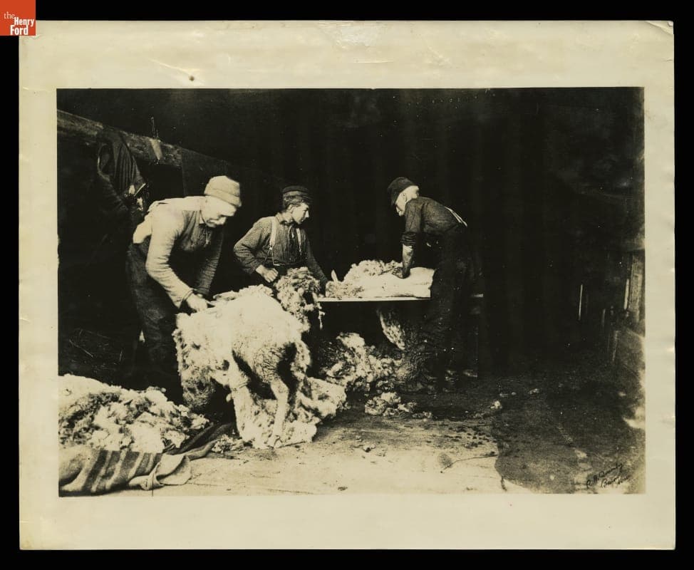 Farm Workers Shearing Sheep in a Barn, Cape Neddick, York County, Maine, circa 1890