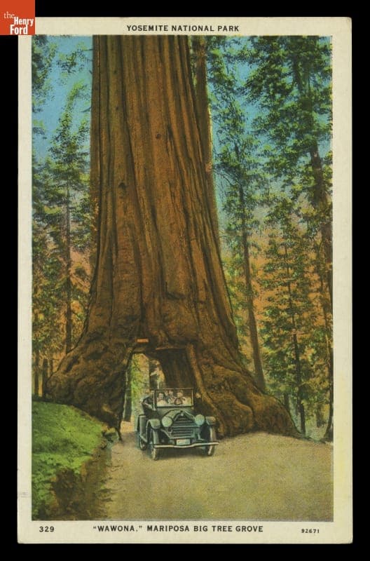 "Wawona. Mariposa Big Tree Grove," 1915-1920