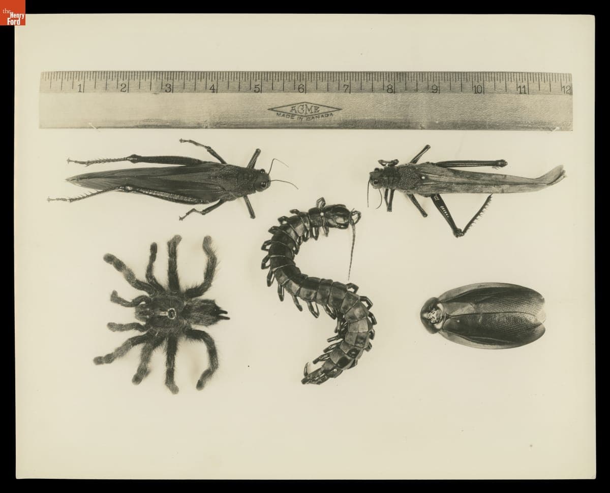 Native Fauna Found at Fordlandia Rubber Plantation, Boa Vista, Brazil, 1928-1931