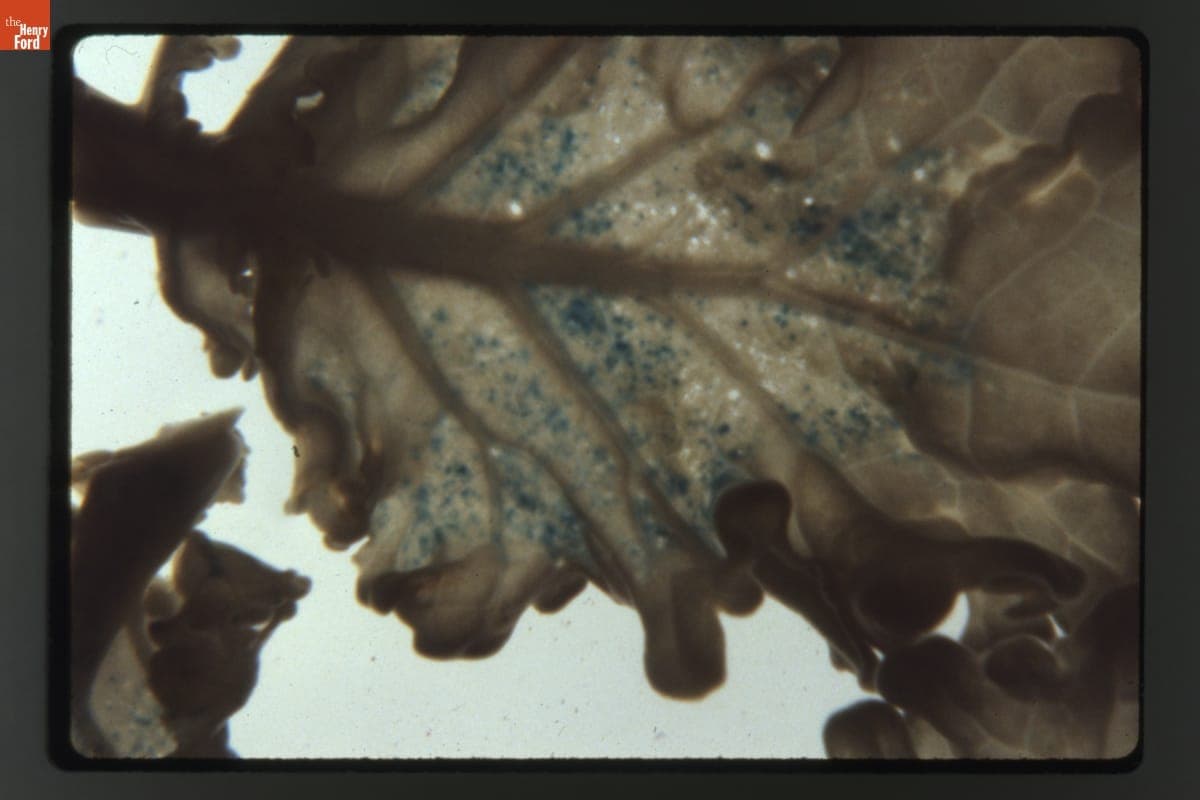 Transient Biolistic Transformation of Young Canola Leaves at 8X Magnification, 1988-1989