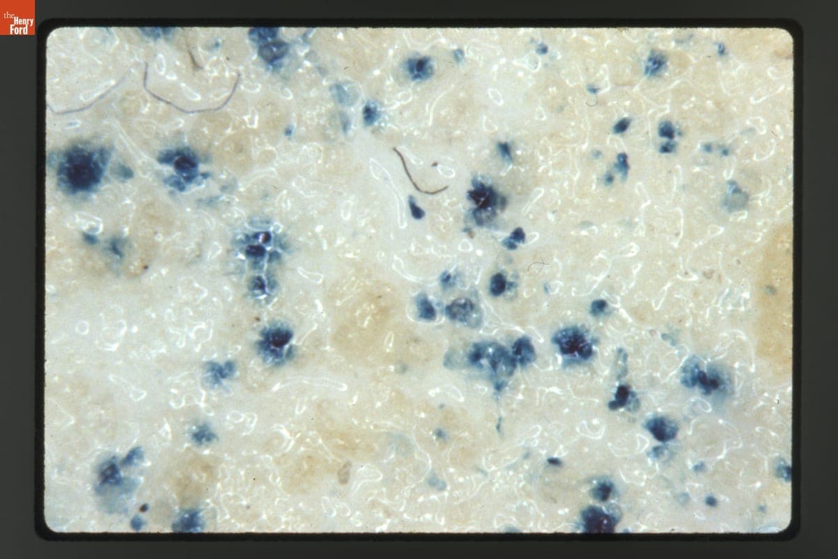 Transient Biolistic Transformation of Cultured Tobacco Cells (TXD Cell Line) at 20X Magnification, 1988-1989