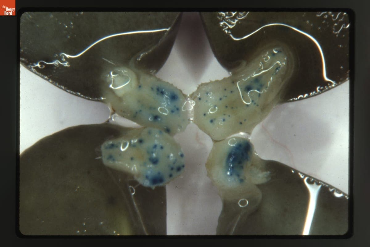 Transient Biolistic Transformation of Petioles of the Cotyledons of Germinated Soybean Seeds at 12X Magnification, 1988-1989