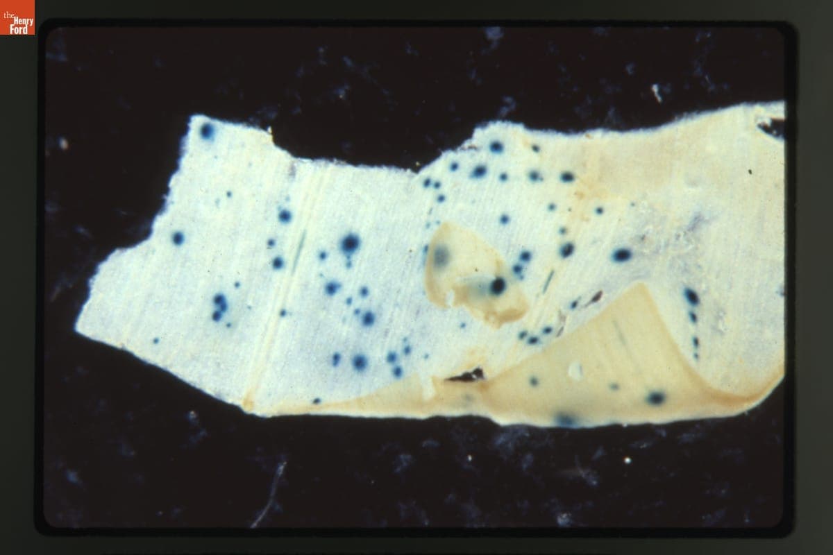Transient Biolistic Transformation of Corn (Zea Mays) Leaf Pieces from Young Seedlings at 20X Magnification, 1988-1989
