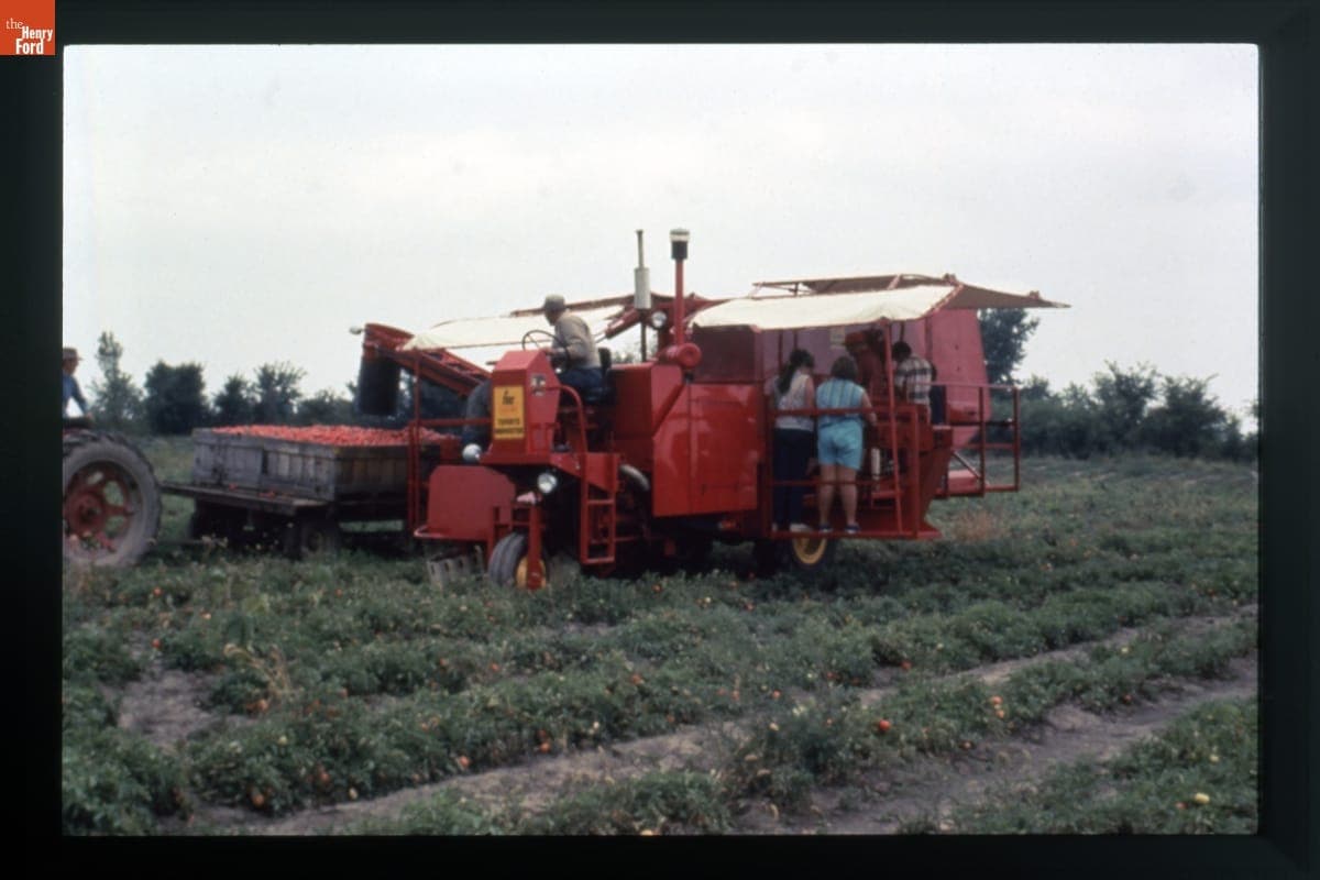 FMC Cascade Tomato Harvester in Use, circa 1985
