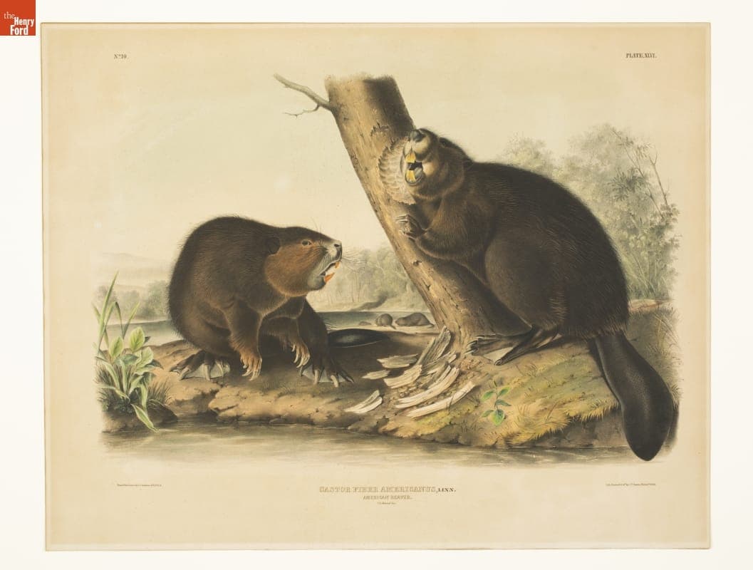 Lithograph, "Castor Fiber Americanus, Linn. American Beaver," 1844