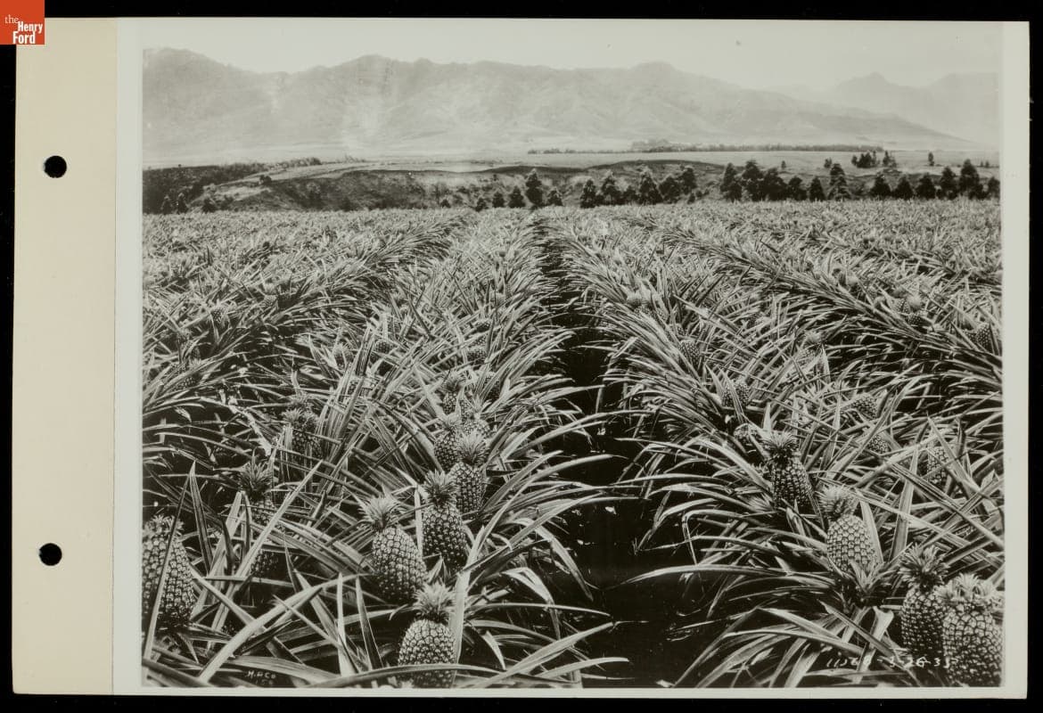 Pineapple Plantation