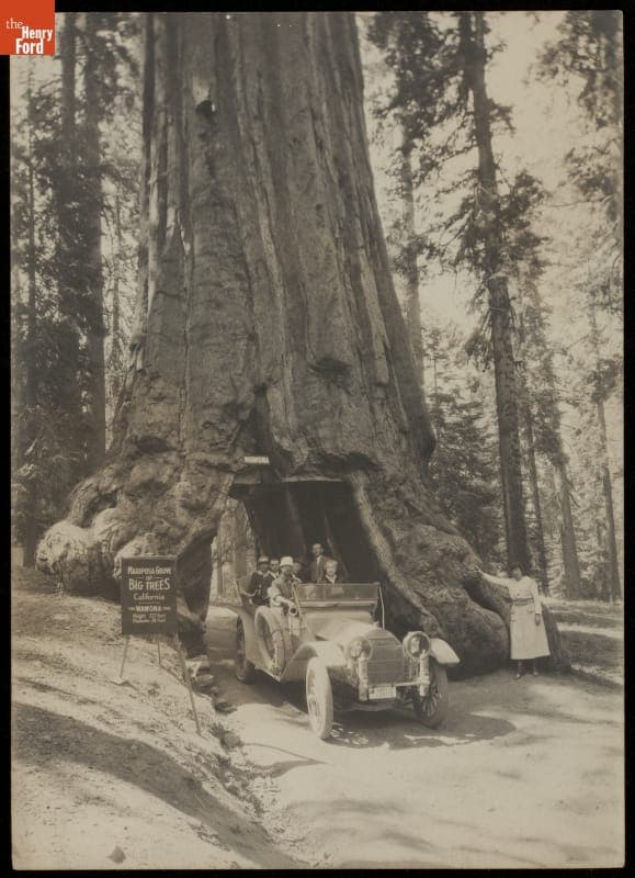 Tourists Driving through Mariposa Grove, Yosemite Valley, California, circa 1905