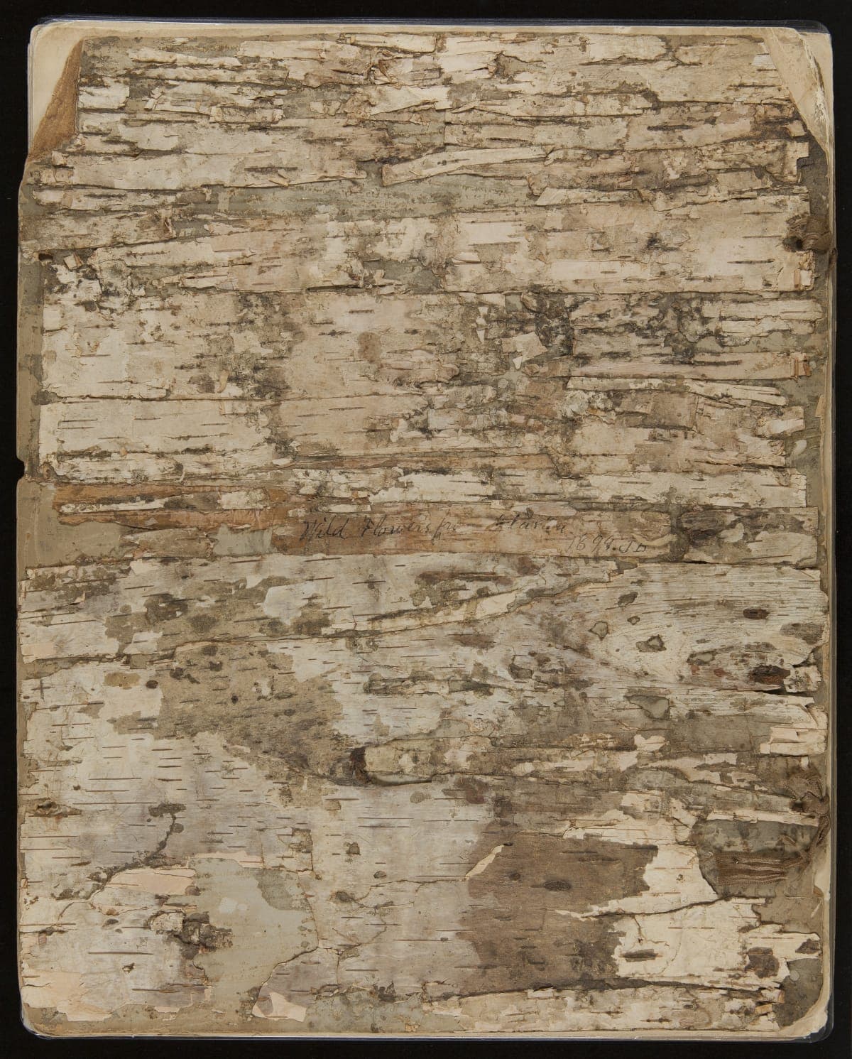 John Burroughs' Album of Pressed Wildflowers Gathered during the Harriman Alaska Expedition, 1899