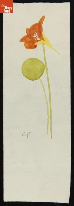 Painting of a Flower by Edsel Ford, 1905-1911