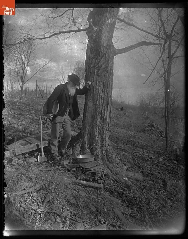 John Burroughs Tapping Maple Trees at Riverby, 1899