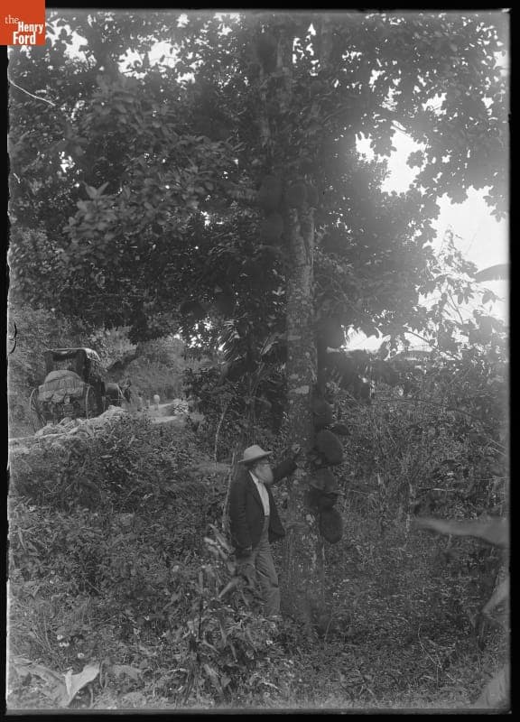 John Burroughs Looking at a Jackfruit Tree in Jamaica, 1902