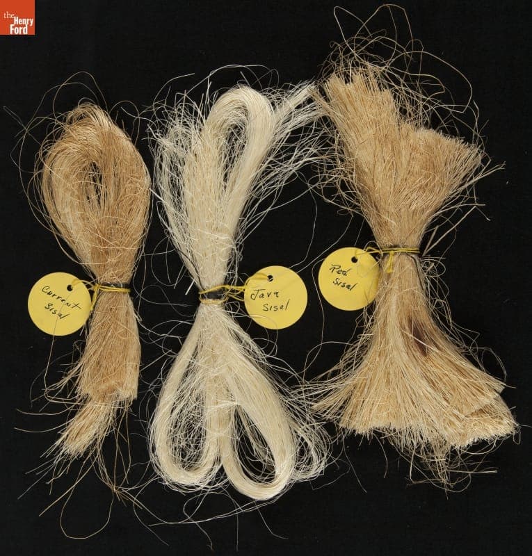 "Plant Samples--Sample #73--Java Sisal, Red Sisal and Current Sisal, 1931"