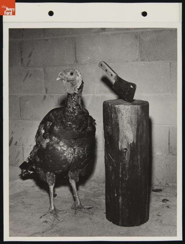 Myers Turkey Farm, Shady Valley, 12 November 1947