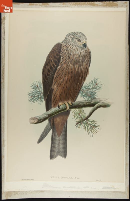 Lithograph, "Milvus Migrans, Bodd, Black Kite" 1832-1881
