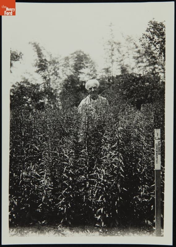Thomas Edison Experimenting with Goldenrod as an Alternative Source of Rubber, Florida, 1929