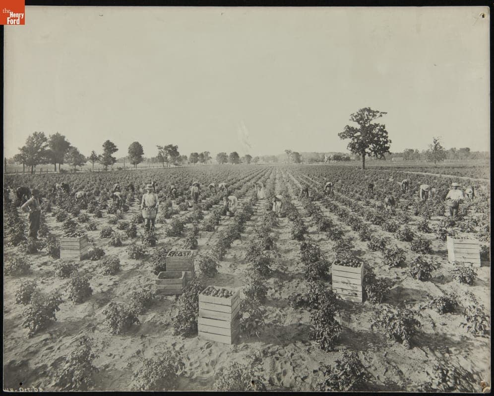 Workers Harvesting Tomatoes at a Heinz Tomato Farm, 1908