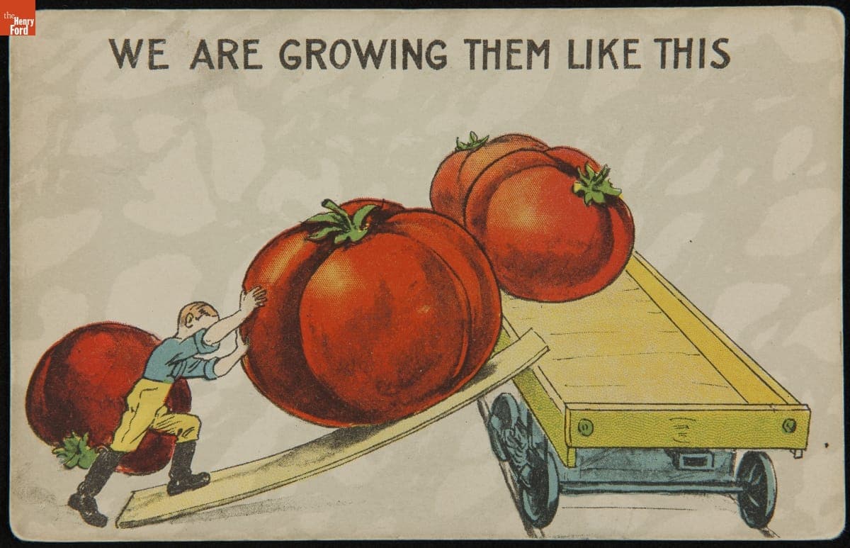 Postcard, "We Are Growing Them Like This," circa 1910