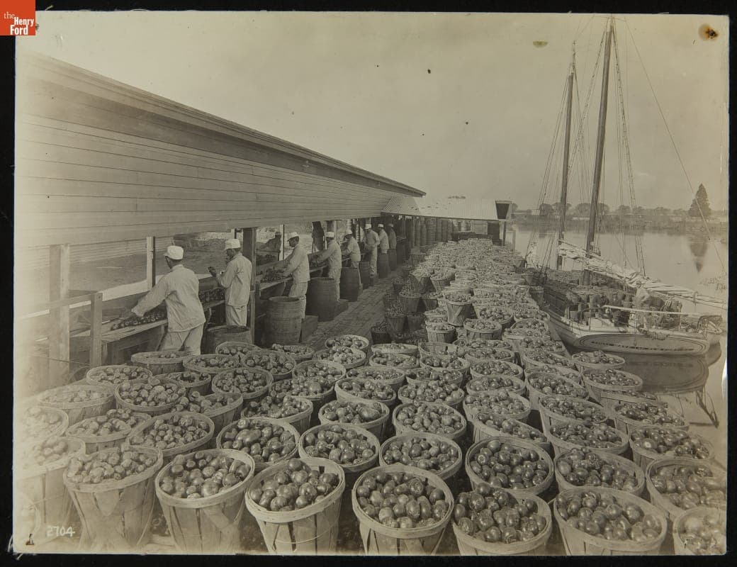 Preparing Harvested Tomatoes for Shipping, H. J. Heinz Company, circa 1910